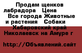 Продам щенков лабрадора › Цена ­ 20 000 - Все города Животные и растения » Собаки   . Хабаровский край,Николаевск-на-Амуре г.